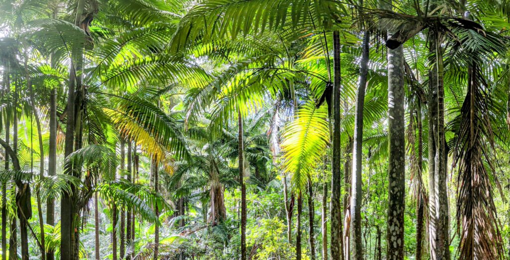 Subtropical rainforest, Australia